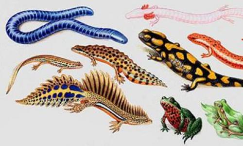 Keanekaragaman amfibi, pentingnya, perlindungan dan ciri-ciri umum - Pengetahuan Hypermarket Memberikan bukti yang dibutuhkan amfibi