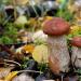 How long can mushrooms be stored in the refrigerator and freezer?