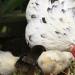 Red, white, black, with or without chickens - why do you dream about live chickens?